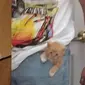 Potret 6 Anak Kucing Masuk Saku Kantong Baju dan Celana Ini Bikin Gemas (Twitter/shouldmeme/shouldhavecat)