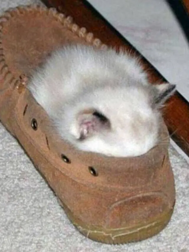 10 Potret Kucing Tidur dengan Pose Nyeleneh di Lokasi Absurd Ini Bikin Geleng Kepala