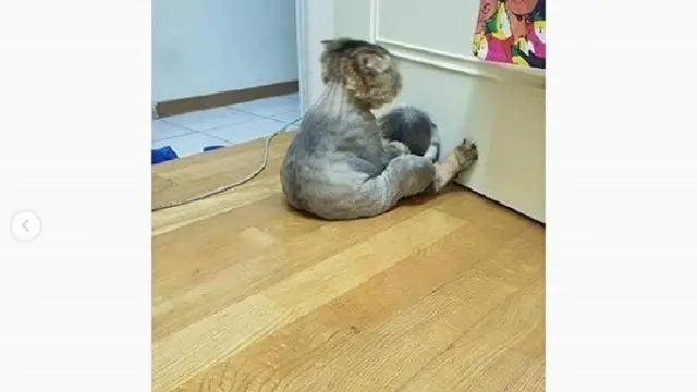 Aksi kucing ngambek ini jadi viral (foto: @omgindonesia.id)
