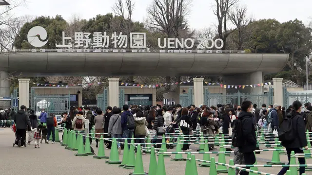 Jepang Pulangkan Panda Raksasa Xiang Xiang ke China, Ribuan Penggemar Bersedih