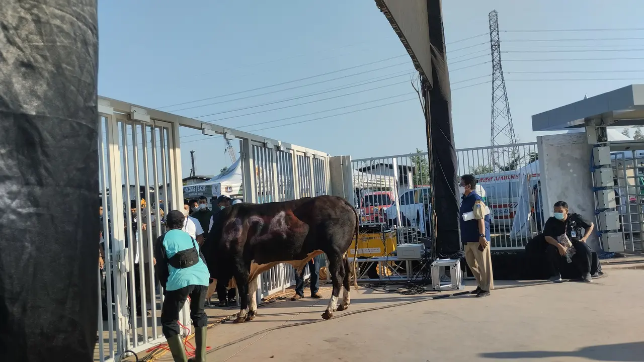 Sapi