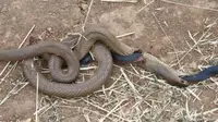 netizen dihebohkan dengan foto dua ular yang tubuhnya saling menembus satu sama lain.