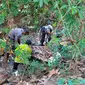 Penemuan mayat perempuan tanpa identitas di hutan petak 57 B RPH Kedungringin BKPH Ngliron KPH Randublatung, tepatnya di  Desa Ngliron, Kecamatan Randublatung, Kabupaten Blora. (Liputan6.com/Ahmad Adirin)