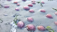 Heboh Ribuan Ubur-Ubur Merah Muda Terdampar di Pesisir Buton Tengah