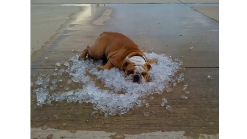 7 Foto Ketika Temperatur Suhu di Eropa Capai 40 Derajat Celcius Ini Bikin Geleng Kepala