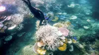 Foto bawah air yang diambil pada 5 April 2024 memperlihatkan ahli biologi kelautan Anne Hoggett melakukan snorkeling untuk memeriksa dan mencatat karang memutih dan mati di sekitar Pulau Lizard di Great Barrier Reef, yang terletak 270 kilometer di utara kota Cairns, Australia. (David GREY/AFP)