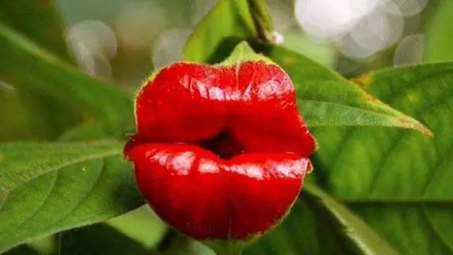 6 Bunga Berbentuk Unik; dari Mirip Shark sampai Bibir Mick Jagger