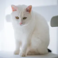 ilustrasi kucing lucu/Photo by Buenosia Carol from Pexels