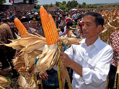 Presiden Joko Widodo (Jokowi) menghadiri panen raya jagung, di Desa Kampasi Meci, Kecamatan Manggelewa, Kabupaten Dompu, Nusa Tenggara Barat (NTB), Sabtu (11/4/2015). (Rumgapres/ Agus Suparto)