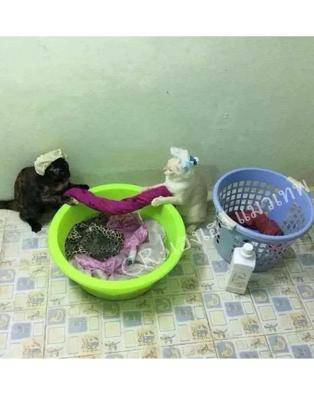 6 Potret Kucing saat Saling Kerja Sama Ini Bikin Gemas