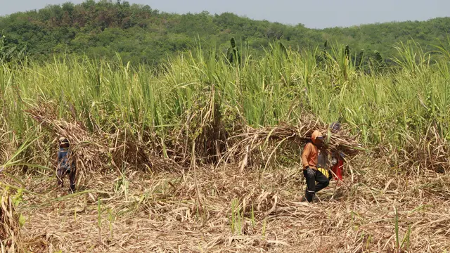 Petani tebu