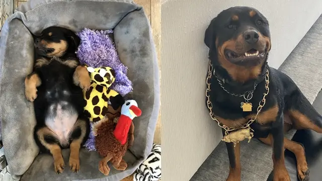 Pertumbuhan Anjing 'Dulu vs Sekarang'.