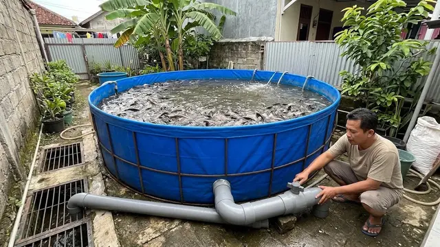 Strategi Menambah Populasi Lele Tanpa Memperbesar Ukuran Kolam di Rumah