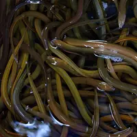 Cara Budidaya Belut (iStockphoto)