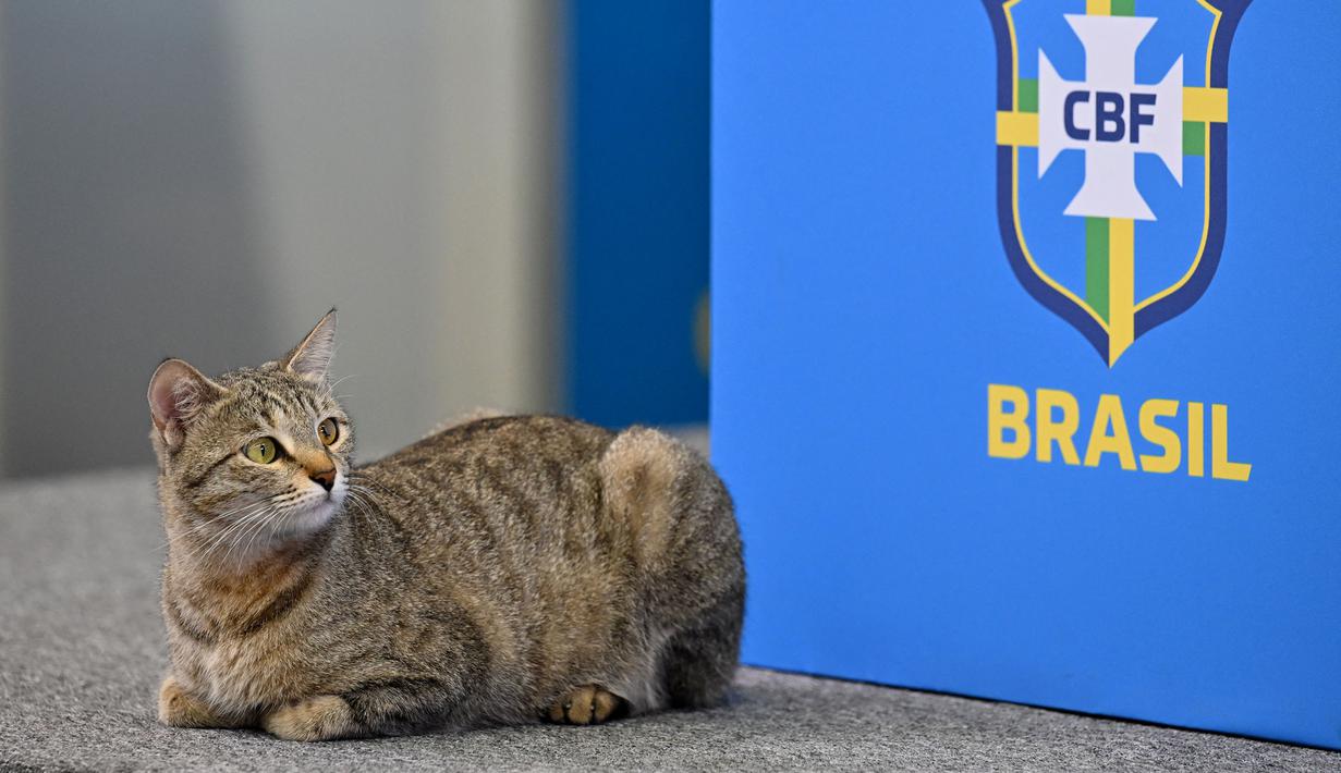 Berbagai macam komentar pun dilontarkan netizen setelah melihat peristiwa yang tidak biasa terjadi ini. Termasuk pula kecaman kepada staf media Brasil karena dinilai telah melempar kucing tersebut dengan cara yang kasar. (AFP/Nelson Almeida)