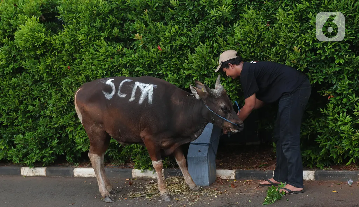 Pekerja memberi makan sapi kurban di studio 5 Indosiar, Daan Mogot, Jakarta, Rabu (6/7/2022). PT Surya Citra Media (SCM) menyerahkan sejumlah hewan kurban kepada masyarakat jelang Hari Raya Idul Adha ada 65 hewan kurban yang diserahkan SCM tahun ini. Sebanyak 65 hewan kurban ini terdiri dari 8 ekor sapi dan 57 ekor kambing. (Liputan6.com/Angga Yuniar)