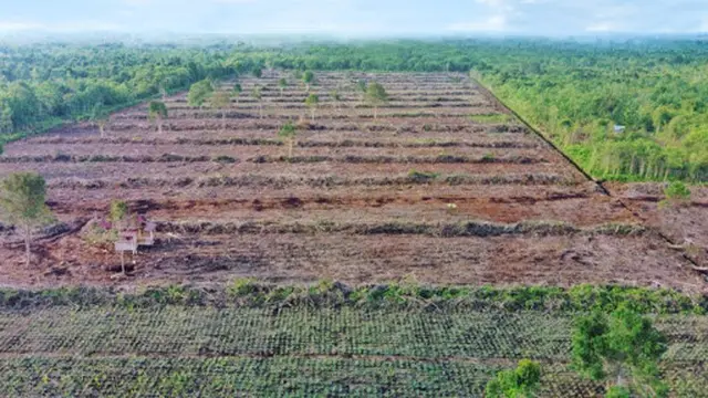 Kebun Nanas