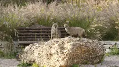 Serigala bermain di Yarkon Park di kota pesisir Israel, Tel Aviv pada 13 April 2020. Lusinan serigala mengambil alih sebuah taman yang sepi karena penerapan lockdown akibat virus Corona untuk mencari makanan di tempat yang biasanya digunakan olahraga, piknik dan berjemur. (JACK GUEZ/AFP)