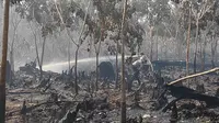 Petugas memadamkan kebakaran lahan di Pelalawan agar tidak meluas dan menimbulkan bencana kabut asap. (Liputan6.com/M Syukur)