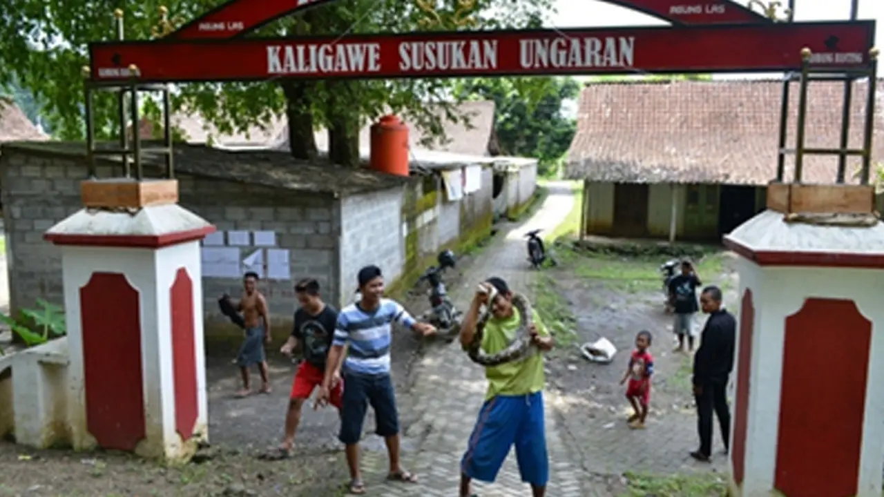 Phyton Sepanajng 2 Meter Gegerkan Warga Kaligawe