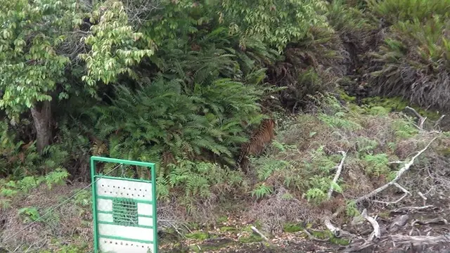 Kembalinya Harimau Sri Nabilla ke Habitat Alaminya