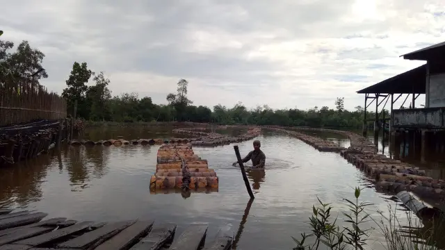 Direktorat Jenderal Perkebunan
