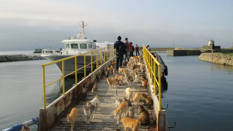 Tolong, Pulau Ini Butuh Bantuan Makanan Kucing