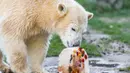 Beruang kutub "Nanook" memeriksa kue es yang diberikan untuk ulang tahun pertamanya di kebun binatang di Gelsenkirchen, Jerman barat (4/12). (AFP Photo/dpa/Marcel Kusch)