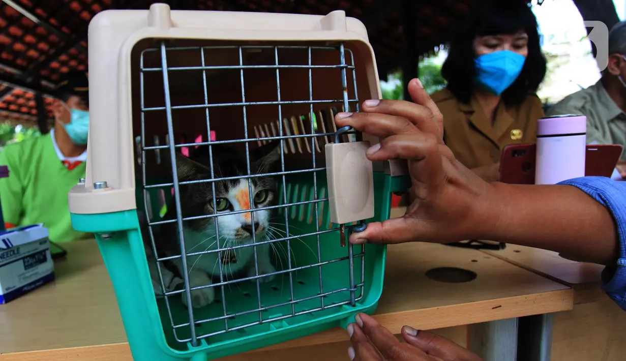 Seekor kucing mengikuti vaksinasi rabies di halaman Kantor RPTRA Hati Suci, Kampung Bali, Jakarta, Selasa (25/1/2022). Sudin KPKP Kota Administrasi Jakarta Pusat Kecamatan Tanah Abang menyediakan 100 dosis vaksin rabies dalam kegiatan vaksinasi gratis tersebut. (merdeka.com/Imam Buhori)