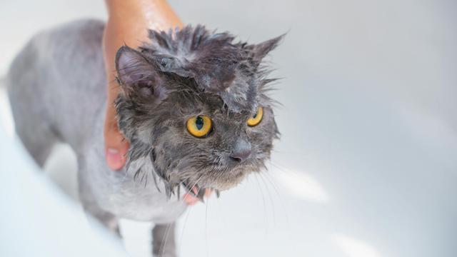 Cat Bath