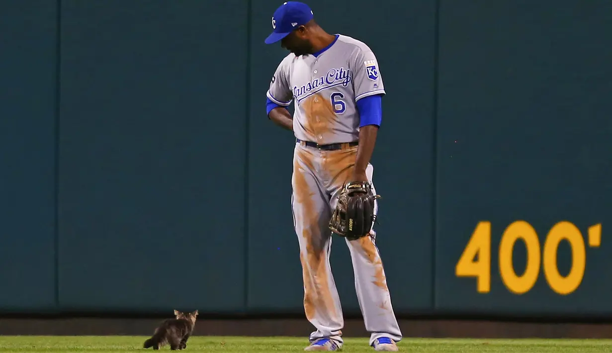Lorenzo Cain (6) dari Kansas City Royals menyaksikan seekor anak kucing berlari melintasi lapangan luar di inning keenam saat pertandingan melawan Kardinal St. Louis di Stadion Busch di St. Louis, Missouri (9/8). (Dilip Vishwanat / Getty Images / AFP)