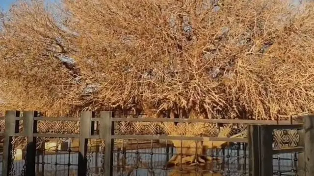 14 Abad Berlalu, Ini 6 Potret Pohon Sahabi Tempat Berteduh Rasulullah