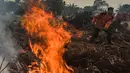 Petugas berusaha memadamkan kebakaran lahan gambut di Kecamatan Siak Hulu, Kabupaten Kampar, Riau, Senin (9/9/2019). Sulitnya sumber air di lokasi kebakaran menjadi kendala petugas untuk memadamkan bara api yang menghanguskan sedikitya lima hektare lahan gambut di kawasan tersebut. (Wahyudi / AFP)