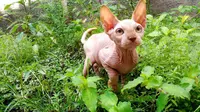 Kucing Sphynx Dulu Dibenci Kini Digandrungi