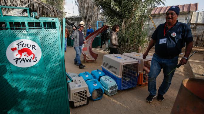 Amir Khalil, seorang dokter hewan dan organisasi kesejahteraan hewan internasional Four Paws mengevakuasi hewan dari kebun binatang di Rafah, Jalur Gaza, Palestina, Minggu (7/4). Pemilik kebun binatang mengatakan buruknya ekonomi dan blokade Israel membuatnya tak mampu merawat. (SAID KHATIB/AFP)