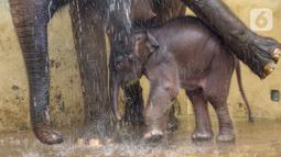 Bayi gajah bernama Covid, yang berusia 1 bulan sedang dimandikan di Taman Safari Indonesia Cisarua, Bogor, Jawa Barat, Rabu (27/5/2020). Gajah Covid yang lahir pada masa pandemi Covid-19 merupakan keberhasilan pengembangbiakan satwa melalui program konservasi. (Liputan6.com/Fery Pradolo)