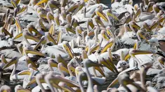 Ribuan burung pelikan yang berjenis pelikan putih besar berkumpul di waduk Mishmar HaSharon, Israel, Kamis (13/10). Pelikan ini akan bermigrasi menuju Afrika. (AP Photo/Ariel Schalit) 