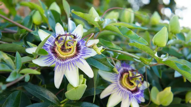 passionflower