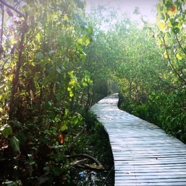 Kebun Raya Mangrove Gunung Anyar Wisata Alam Baru Di Surabaya Surabaya Liputan6 Com