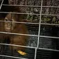 Orangutan selamat dari upaya perdagangan satwa dilindungi