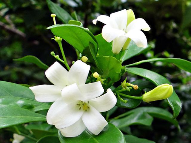 Kenali Beragam Manfaat Sehat Bunga Arabian Jasmine Health Liputan6 Com