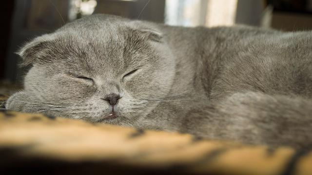 Jadi Peliharaan yang Tengah Naik Daun, Ini 10 Fakta Unik Kucing Scottish Fold