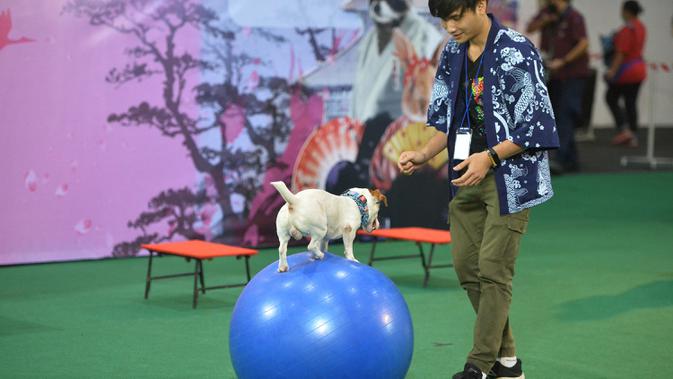 Seekor anjing menunjukkan kemampuannya menjaga keseimbangan pada Pameran Hewan Peliharaan Thailand 2020 di Bangkok International Trade and Exhibition Center (BITEC), Bangkok, Thailand, 3 September 2020. Ajang yang digelar empat hari itu akan berlangsung hingga 6 September. (Xinhua/Rachen Sageamsak)