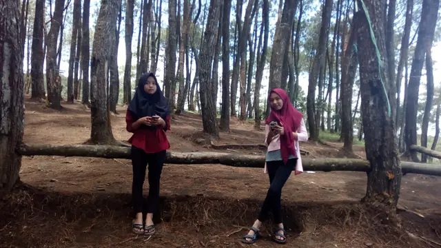 Kawasan hutan pinus Karacak Valley menuju area baru jalur pendakian Gunung Karacak