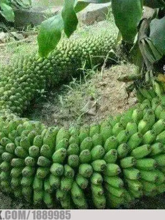 6 Rezeki Tak Terduga Dapat Banyak Pisang Ini Bikin Senyum Bahagia