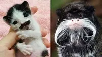 6 Potret Hewan Punya Kumis Tebal Ini Tampak Unik, Curi Perhatian