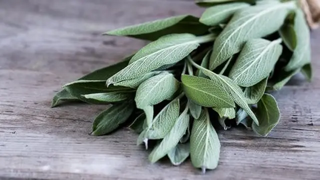 Daun Sage (Sumber: Merdeka.com)