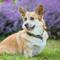 Here are small dog breeds that have a calm demeanor. (Photo: Valeria Boltneva/Pexels)