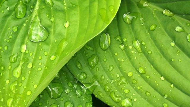 Background Presentasi Green