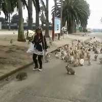 Asiknya Bermain dengan Kelinci di Pulau Okushima